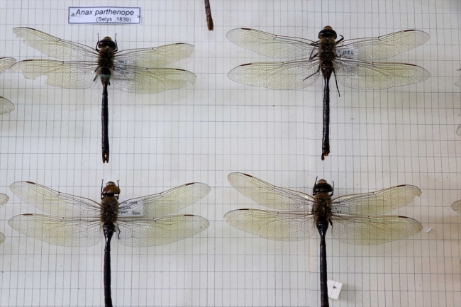 Türkiye'nin biyolojik çeşitliliği Trakya Üniversitesi'ndeki müzede sergilenecek