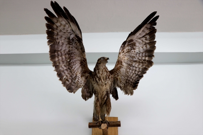 Türkiye'nin biyolojik çeşitliliği Trakya Üniversitesi'ndeki müzede sergilenecek