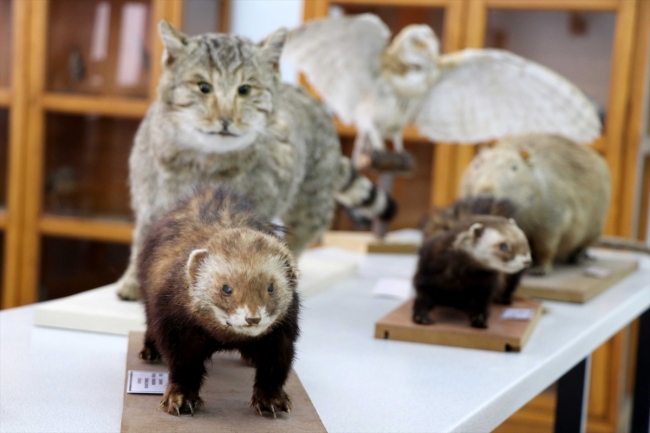 Türkiye'nin biyolojik çeşitliliği Trakya Üniversitesi'ndeki müzede sergilenecek