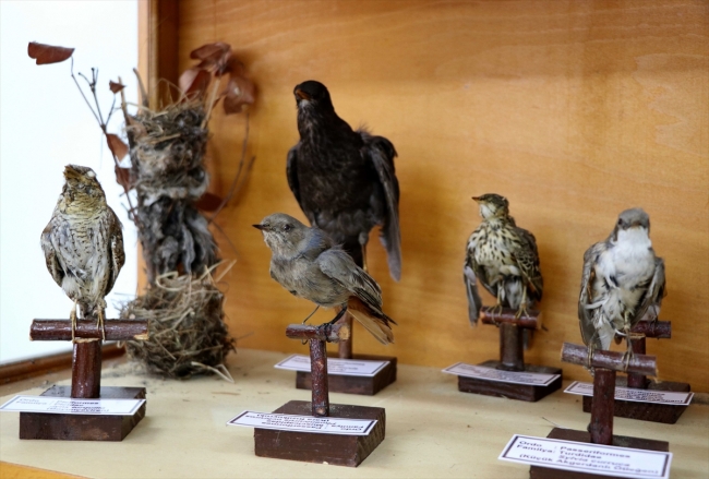 Türkiye'nin biyolojik çeşitliliği Trakya Üniversitesi'ndeki müzede sergilenecek