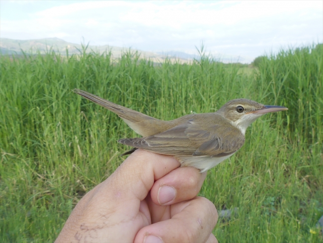 Türkiye'nin en yeni kuş türü "Basra kamışçını" kayıt altına alındı