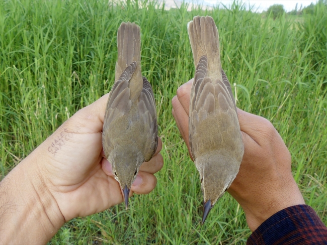 Türkiye'nin en yeni kuş türü "Basra kamışçını" kayıt altına alındı