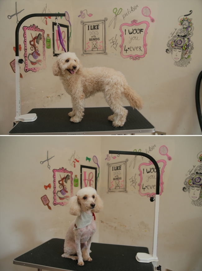 Evcil hayvanlara güzellik merkezinde bakım