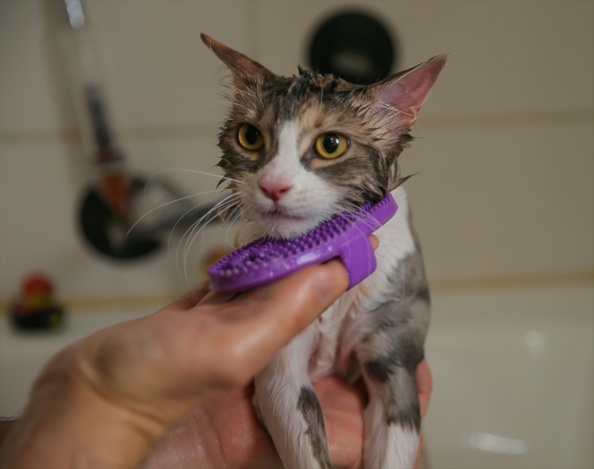 Evcil hayvanlara güzellik merkezinde bakım