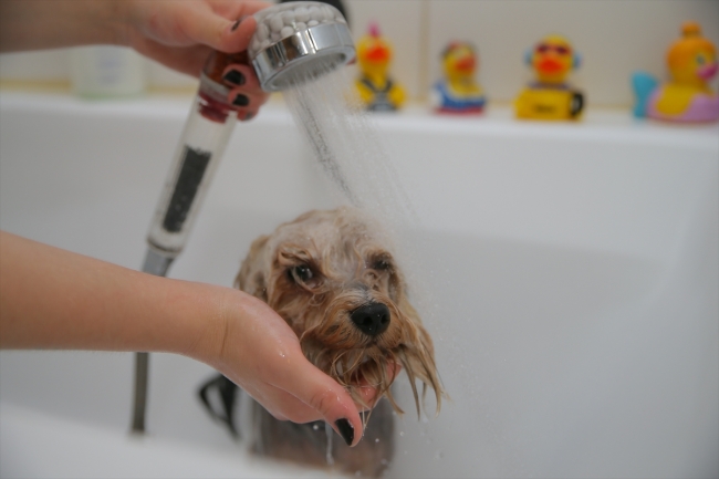 Evcil hayvanlara güzellik merkezinde bakım