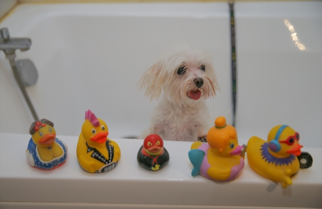 Evcil hayvanlara güzellik merkezinde bakım