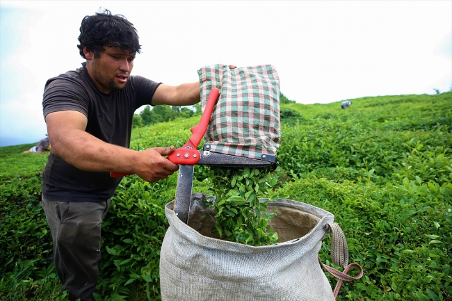ÇAYKUR tarihinin en büyük ikinci yaş çay alımını yaptı
