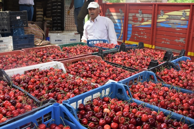 Bilecik'te açık artırmayla kiraz satışına yoğun ilgi