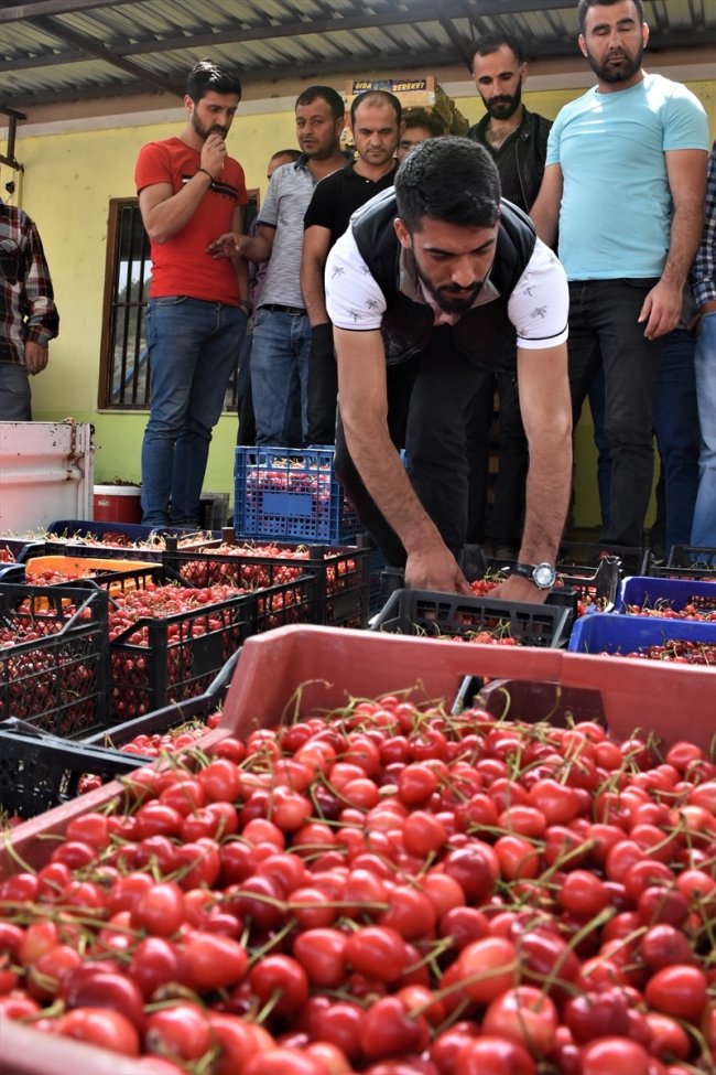 Bilecik'te açık artırmayla kiraz satışına yoğun ilgi