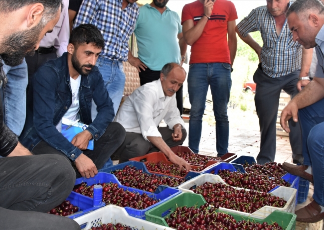 Bilecik'te açık artırmayla kiraz satışına yoğun ilgi