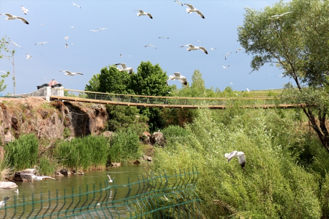 8. Uluslararası İnci Kefali Göçü Kültür ve Sanat Festivali başlıyor