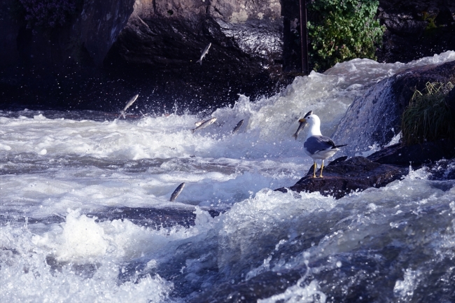 8. Uluslararası İnci Kefali Göçü Kültür ve Sanat Festivali başlıyor