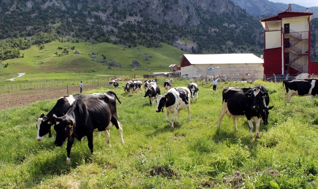 Avrupa'daki yüksek vergiden kaçtı, Türkiye'de sütçü oldu