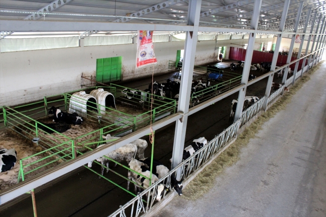 Avrupa'daki yüksek vergiden kaçtı, Türkiye'de sütçü oldu