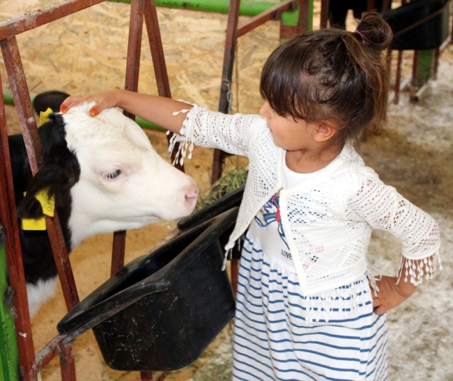 Avrupa'daki yüksek vergiden kaçtı, Türkiye'de sütçü oldu