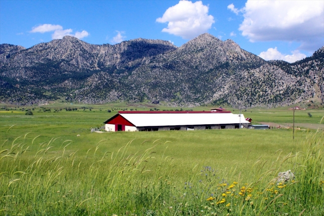 Avrupa'daki yüksek vergiden kaçtı, Türkiye'de sütçü oldu