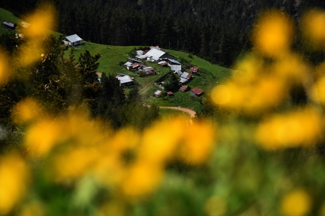 Yeşilin farklı tonlarıyla huzur veren Gümüşhane yaylaları