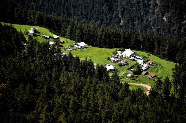 Yeşilin farklı tonlarıyla huzur veren Gümüşhane yaylaları
