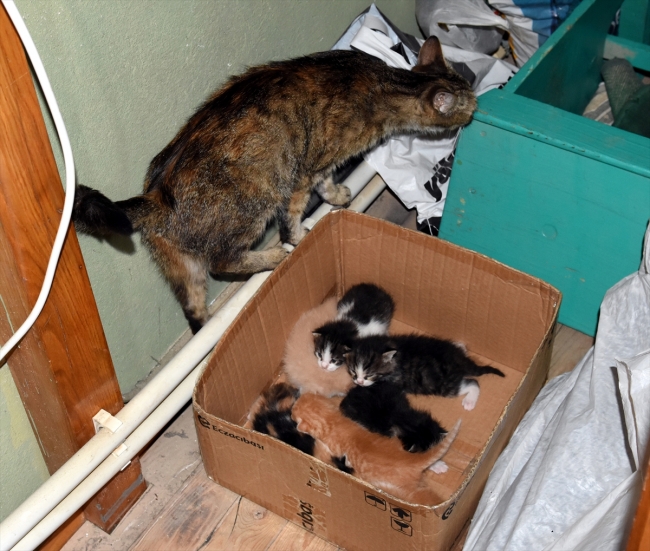 Camide 7 yavru dünyaya getiren kediye imam sahip çıktı