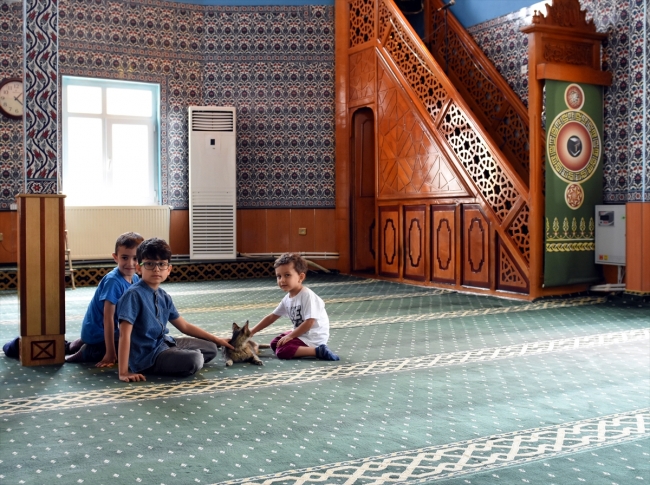 Camide 7 yavru dünyaya getiren kediye imam sahip çıktı