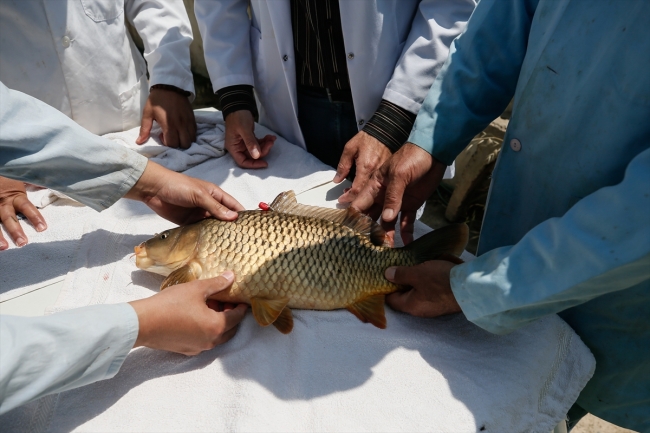 DSİ'den baraj göllerine her yıl milyonlarca balık