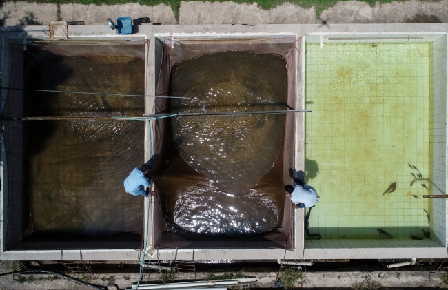 DSİ'den baraj göllerine her yıl milyonlarca balık