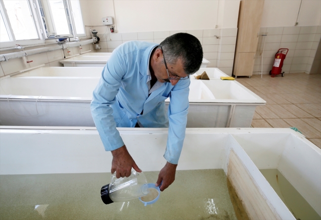 DSİ'den baraj göllerine her yıl milyonlarca balık