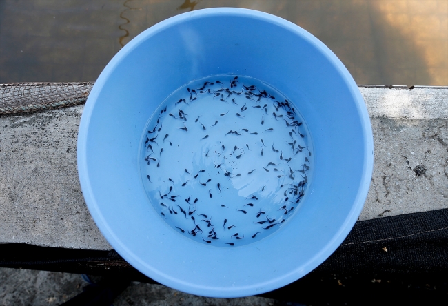 DSİ'den baraj göllerine her yıl milyonlarca balık