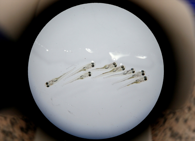 DSİ'den baraj göllerine her yıl milyonlarca balık