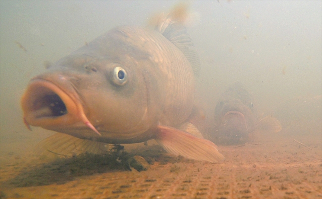 DSİ'den baraj göllerine her yıl milyonlarca balık