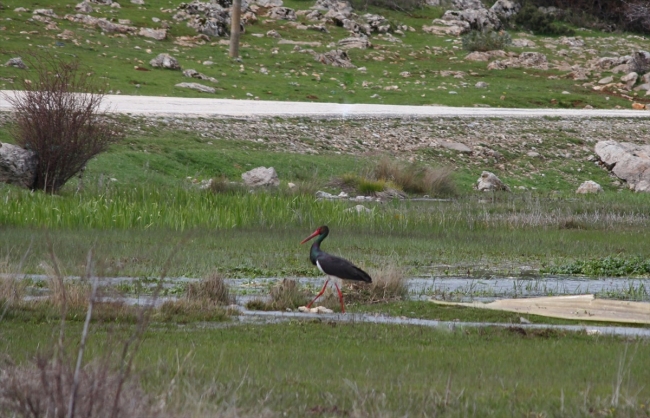 Nadir görülen kara leylekler Beyşehir Gölü'nde fotoğraflandı
