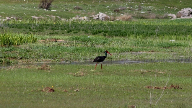 Nadir görülen kara leylekler Beyşehir Gölü'nde fotoğraflandı