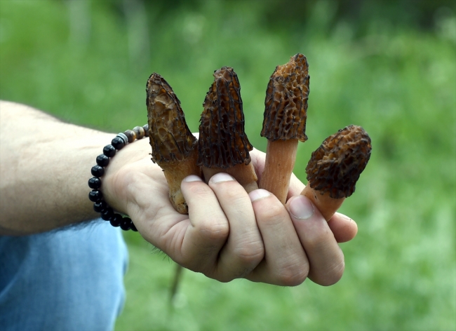 Yağışlar sayesinde bereketlenen mantar, iftar sofralarına lezzet katıyor