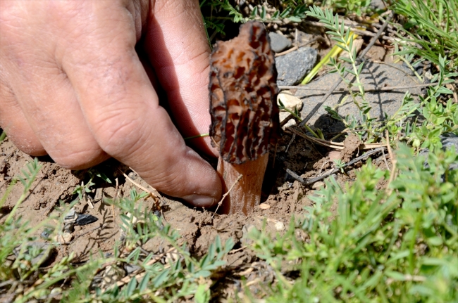 Yağışlar sayesinde bereketlenen mantar, iftar sofralarına lezzet katıyor