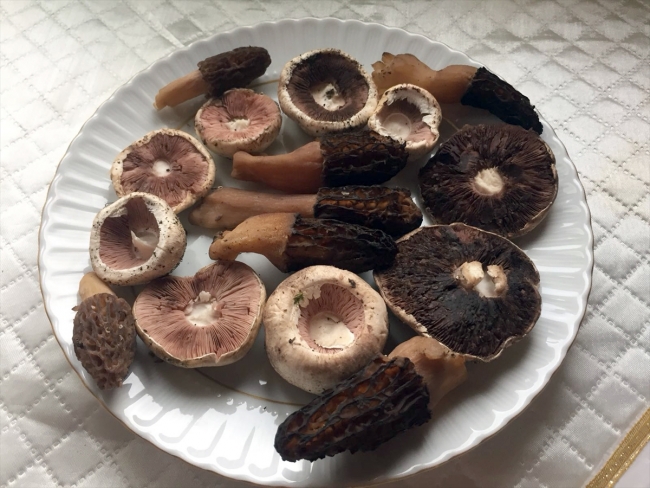 Yağışlar sayesinde bereketlenen mantar, iftar sofralarına lezzet katıyor