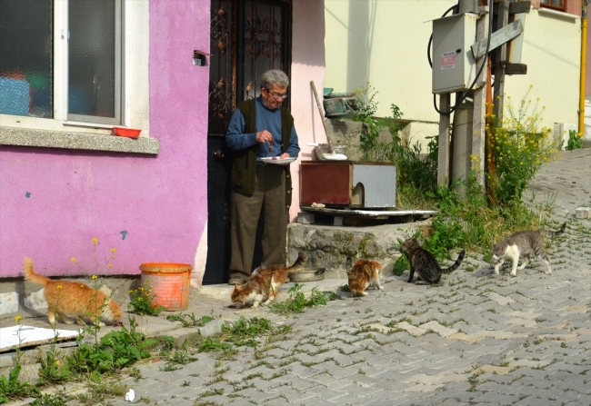 Sokak kedilerine evlerini ve gönüllerini açtılar
