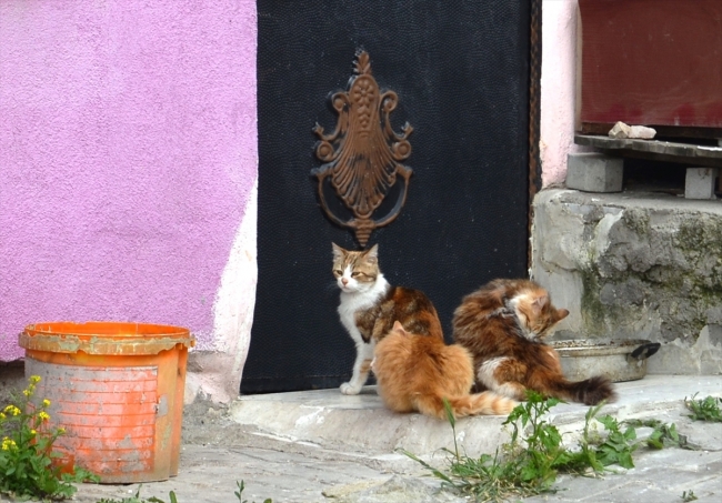 Sokak kedilerine evlerini ve gönüllerini açtılar