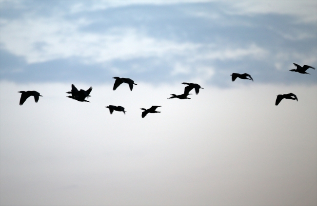 Fotoğraf tutkunları Nallıhan'da buluştu