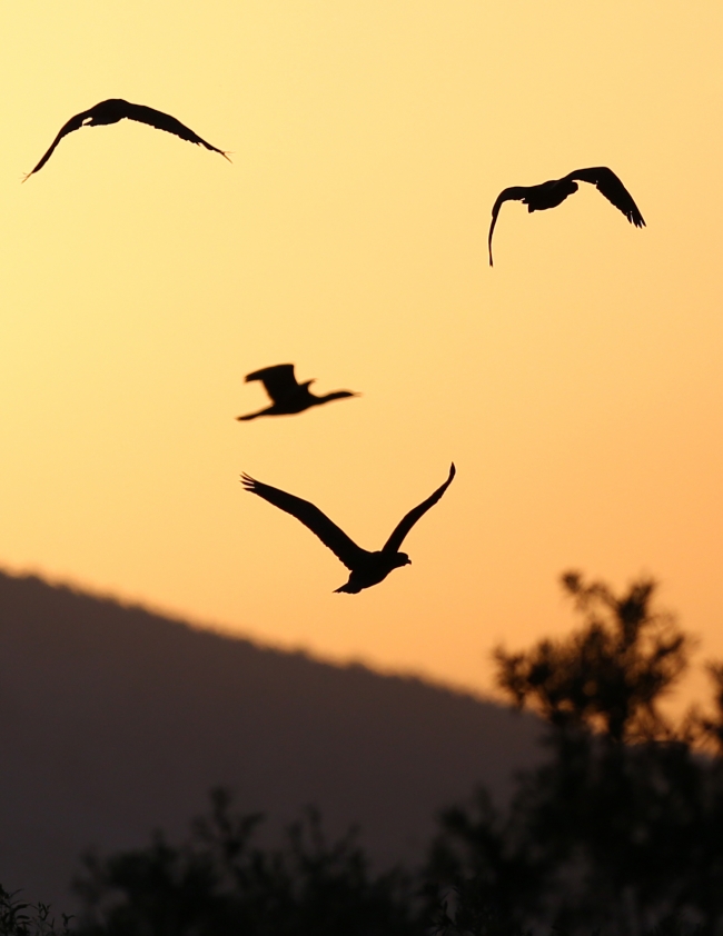 Fotoğraf tutkunları Nallıhan'da buluştu