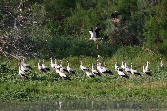 Fotoğraf tutkunları Nallıhan'da buluştu