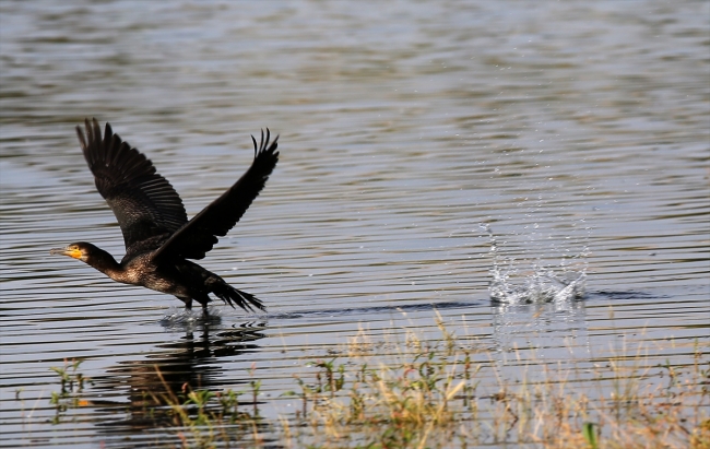Fotoğraf tutkunları Nallıhan'da buluştu