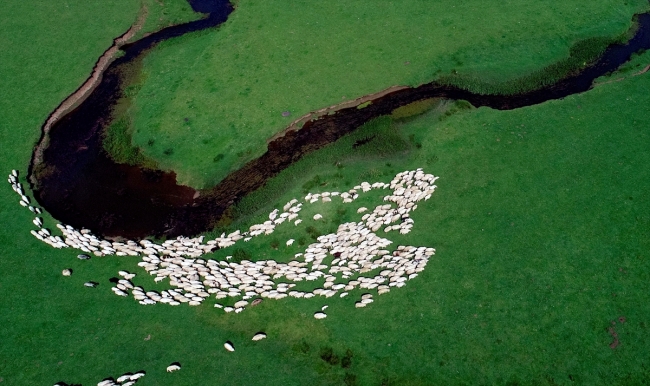 Yeşil doğası ve ilginç menderesleriyle Perşembe Yaylası ziyaretçilerini ağırlıyor