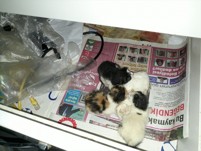 Kedi çay ocağının çekmecesinde yavruladı