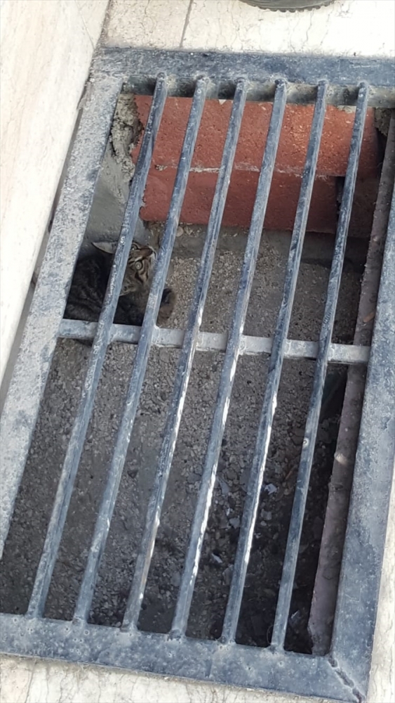 Saatler sonra geri dönüp mazgala düşen kediyi kurtardı