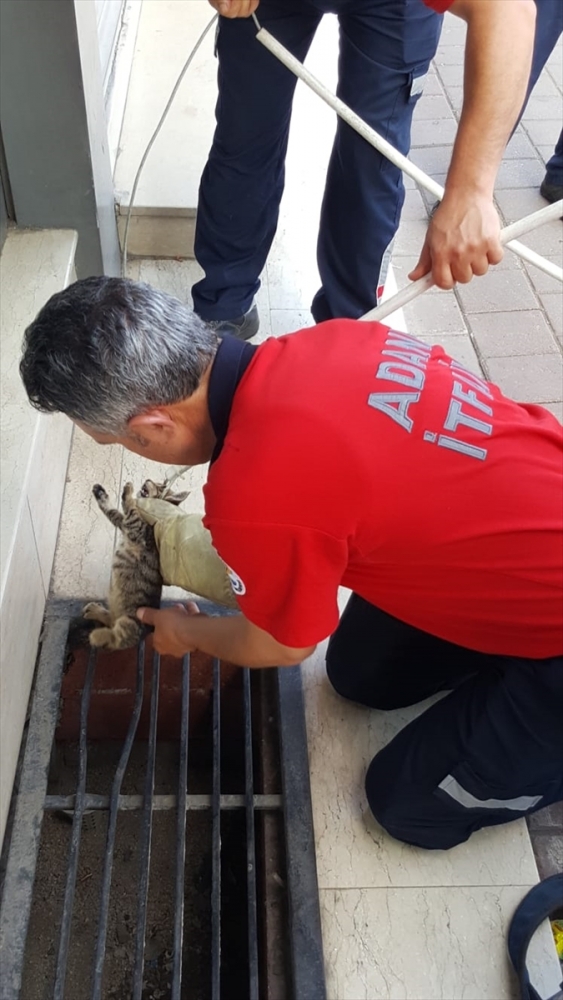 Saatler sonra geri dönüp mazgala düşen kediyi kurtardı