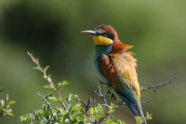 Van Gölü havzasında kuş popülasyonu canlandı