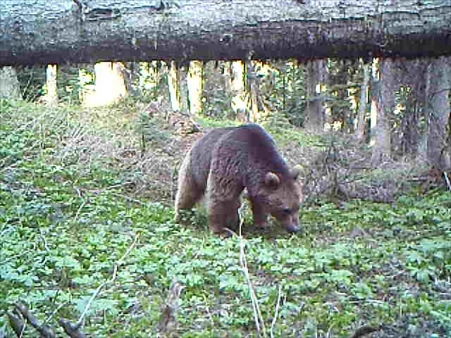 Fotokapan görüntüleri yaban hayatına ışık tutacak