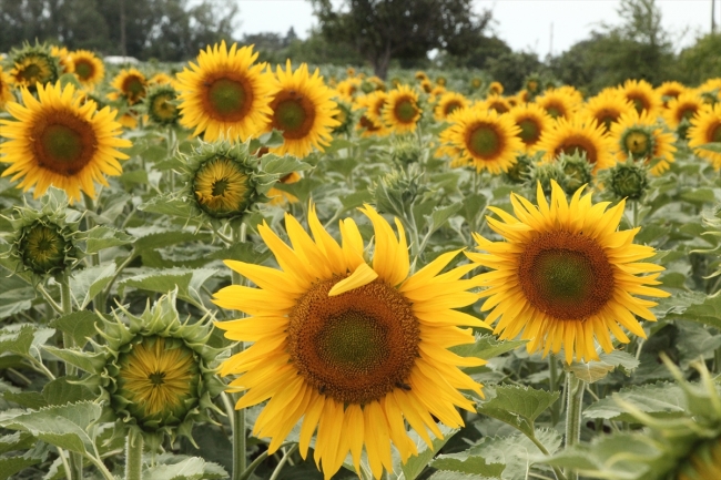Ayçiçek tarlalarında sarı ve yeşilin eşsiz güzelliği