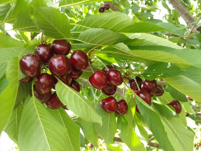 Dünya Kupası'nın kiraz ihracatına etkisi