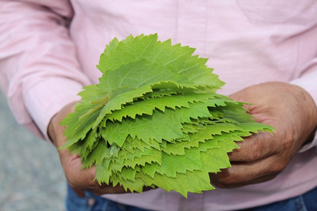 Kahta üzümünün yaprağı meyvesinden 10 kat değerli